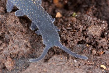 Media type: image; Invertebrate Zoology 29204